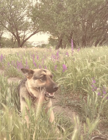 The dog that follow us to every corner