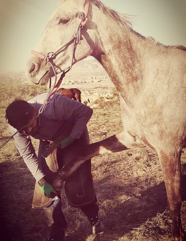 Horse Shoe Changing