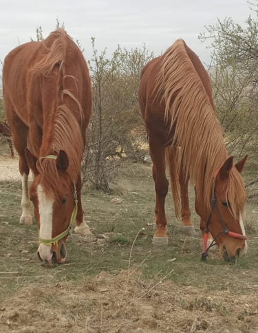 The horses are out of reins