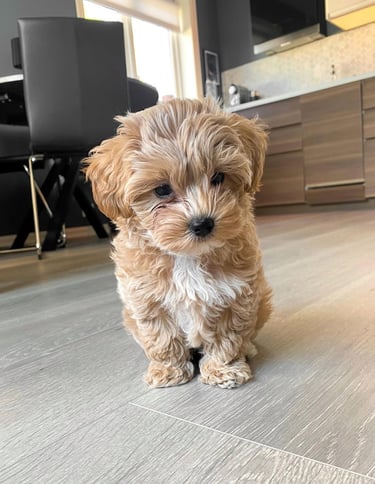 Maltipoo puppies for sale