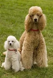 two poodle puppies on one picture