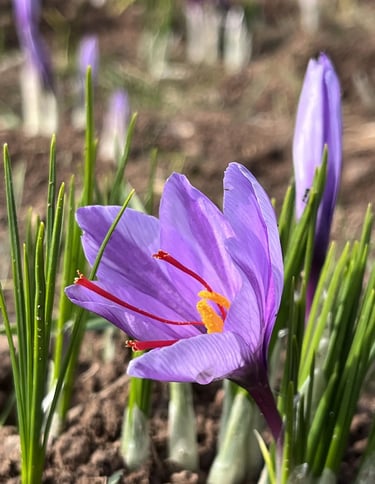 flor de acafrao ma saffron maland company co.