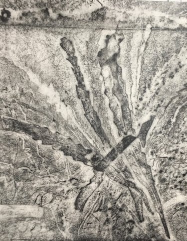 Graphite imprint: Herbarium study