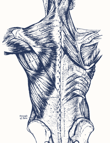 a drawing of a human body's back and neck