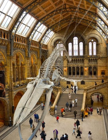 museo-storia-naturale-londra