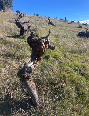Caballito de mar, cepa de 86 años   la hinojosa