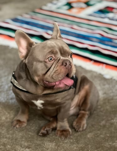 A brown lilac French Bulldog sitting on a concrete floor next to a colorful striped rug.