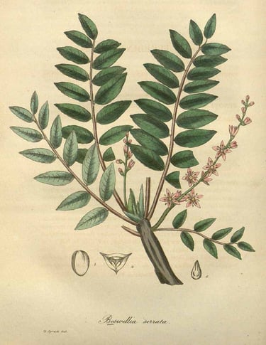 Woodville, W., Hooker, W.J., Spratt, G., Medical Botany, ed. 3 (1832)