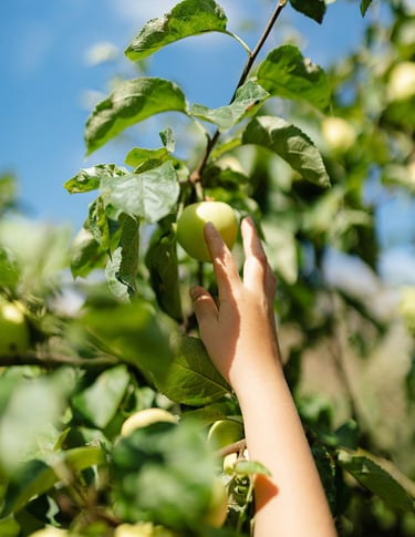 kinderhand plukt groene appel uit boom