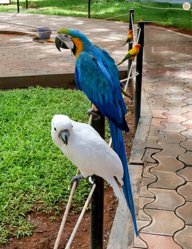 Blue and white macaw with other colorful exotic birds at Rajali Bird Park, Thanjavur
