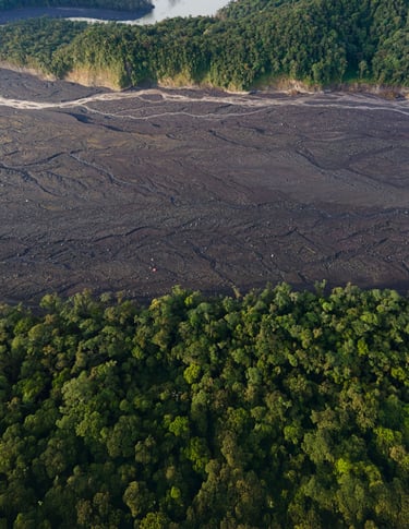 a large area with a lot of trees and water
