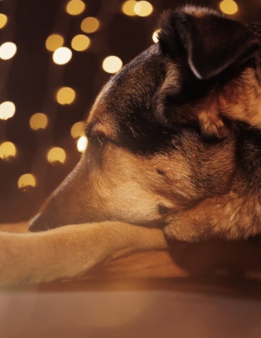 Portrait chien studio finistère brest