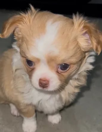 Cream white long coat AKC Chihuahua puppy from Louisiana breeder Guys Cajun Paws