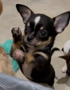 Adopted black tri AKC Chihuahua pup from Louisiana with paws in the air