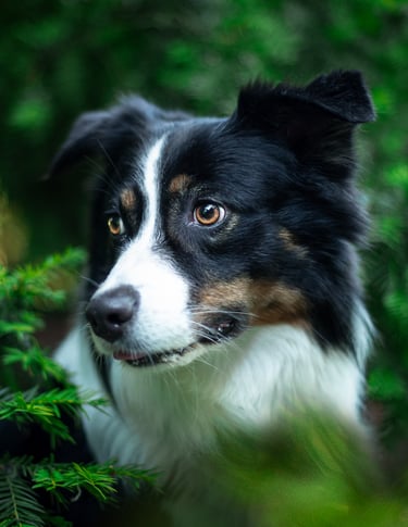 Beobachtender Hund zwischen Bäumen – entspannte Atmosphäre bei Takoda