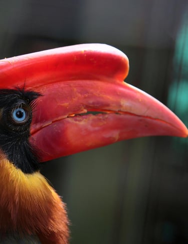KL BIRD PARK