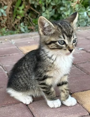 Chaton gris perle observant son environnement à Marrakech – KittySitter Marrakech