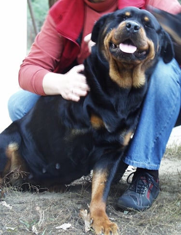 Tierheilpraktikerin Sikorska bei Hausbesuch bei Rottweiler mit amputierter Pfote