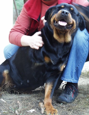 Tierheilpraktikerin Sikorska bei Hausbesuch bei Rottweiler mit amputierter Pfote