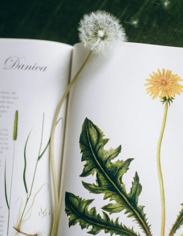 an open book with dandelion