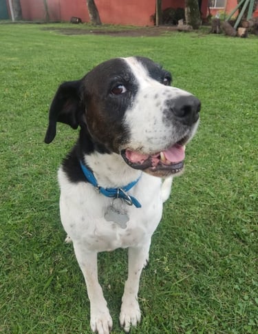 a dog is standing in the grass with a frisbee