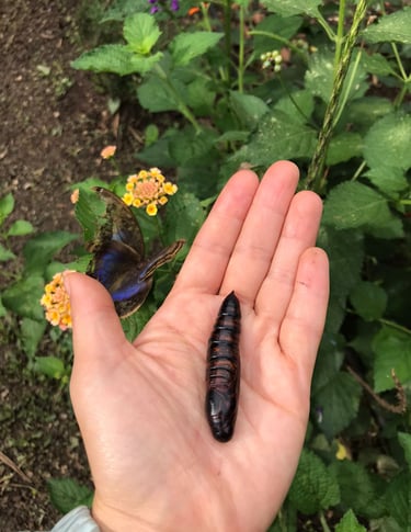 jardines polinizadores