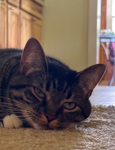 Cat Laying on Ground