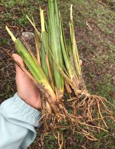 siembra de arboles nativos Choachí