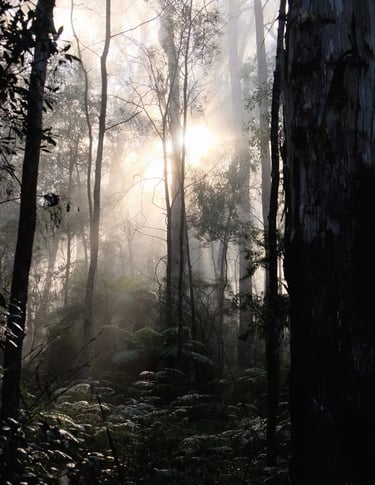 a forest scene with a sun shining through the trees