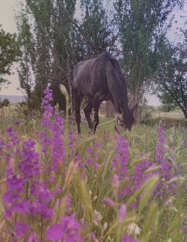 Horse and the Nature