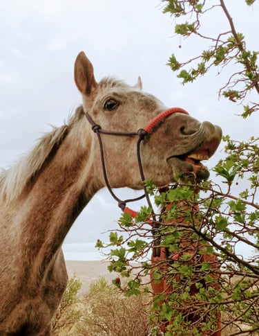 Laughing Horse