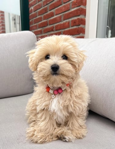 maltipoo puppies for adoption