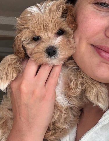 Maltipoo Puppies for Sale