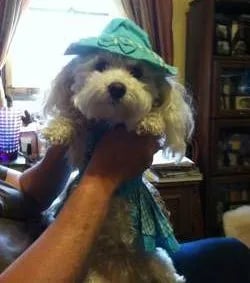puppy wearing a cap and a dress