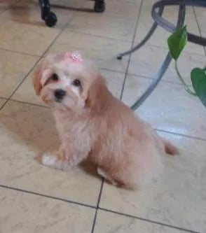 teacup maltipoo stitting