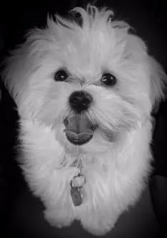 white maltipoo puppy for sale