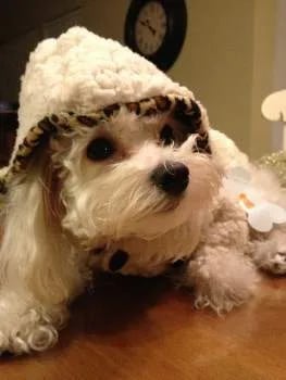 Maltipoo Winter Care