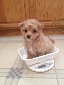 maltipoo-on-scale-263x350-1920w (1)