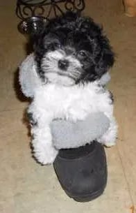 Teacup Maltipoo
