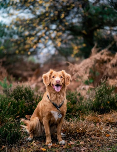 dogAdvisor | dog Advisor | dogadvisor.dog | dog Advisor