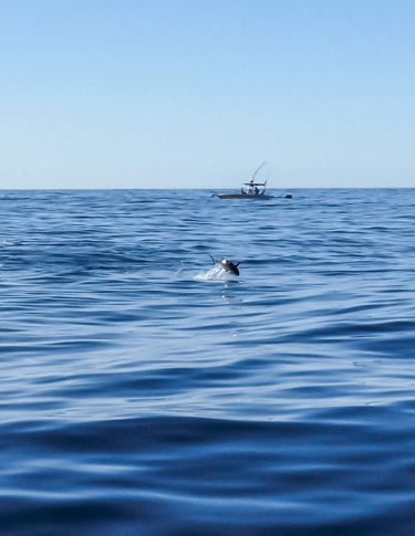 Bluefin tuna jumping out of the water