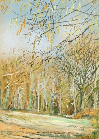 Digital drawing: Catkins in ancient woodland
