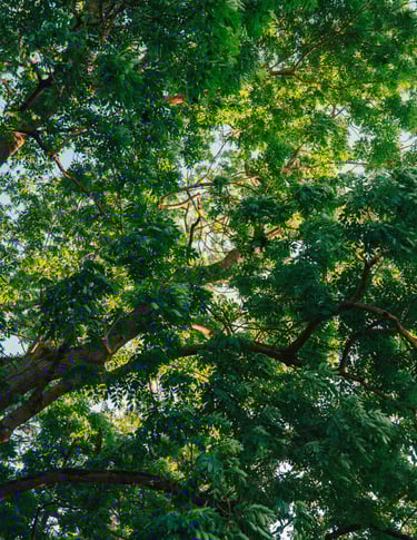 Grünes Blätterdach im Wald – Symbol für Ruhe, Natur und Achtsamkeit