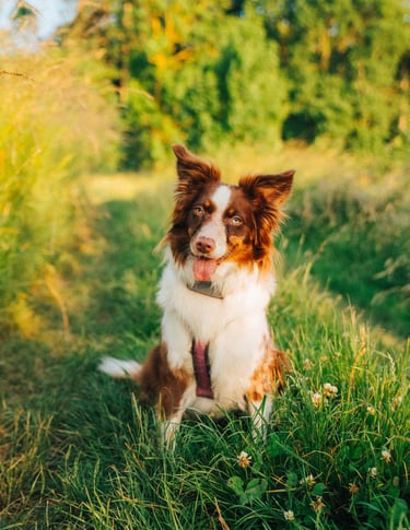 Hund erkundet achtsam den Wald – Beziehung und Natur im Fokus bei Takoda