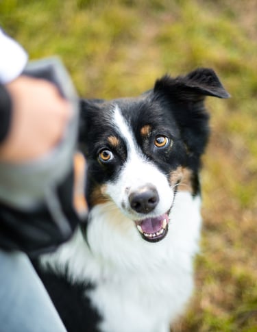 Hund im Wald – naturverbundenes Training und Spaziergänge mit Takoda