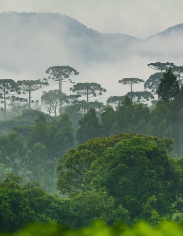 Mata Atlântica paranaense, com presença de araucárias e pinheiros.