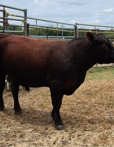 Windy Mane Ranch red Angus bull, Jack