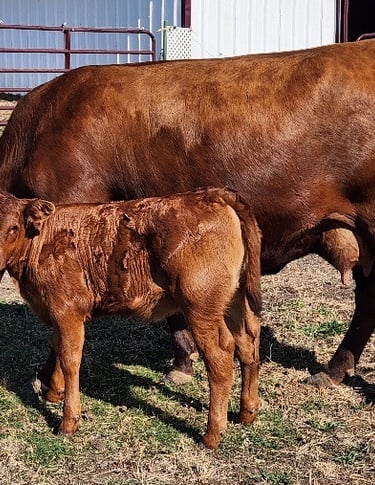 Windy Mane Ranch cow-calf pair JB2