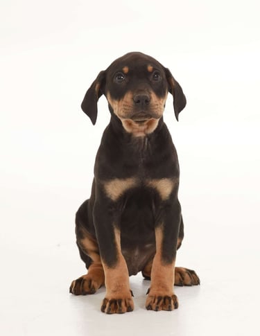 Puppies for Sale 