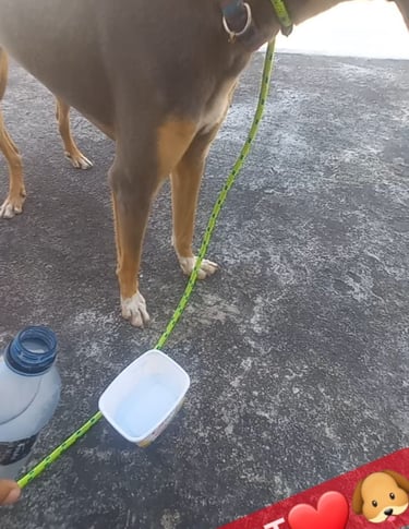 a dog is standing on a leash with a leash attached to it